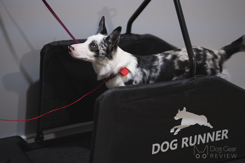 Maximum Canine Dog Runner Tracks Treadmill Review | Dog Gear Review