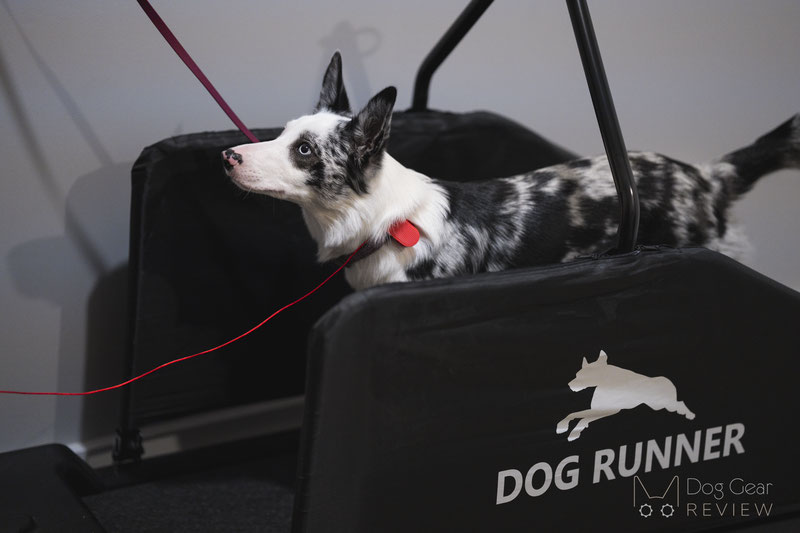 Dog Runner Tracks Treadmill, K9 Exercise