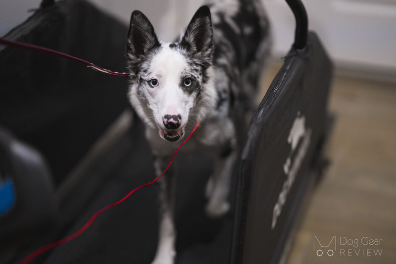 Maximum Canine Dog Runner Tracks Treadmill Review | Dog Gear Review