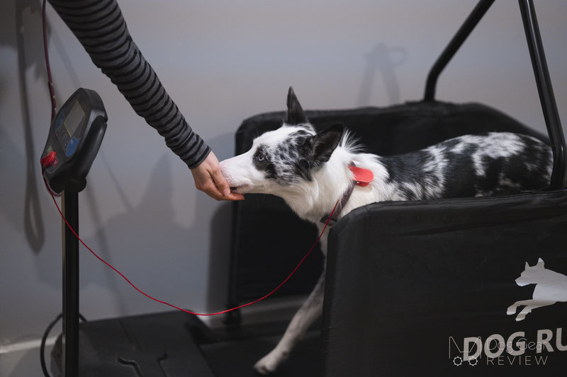 Maximum Canine Dog Runner Tracks Treadmill Review | Dog Gear Review