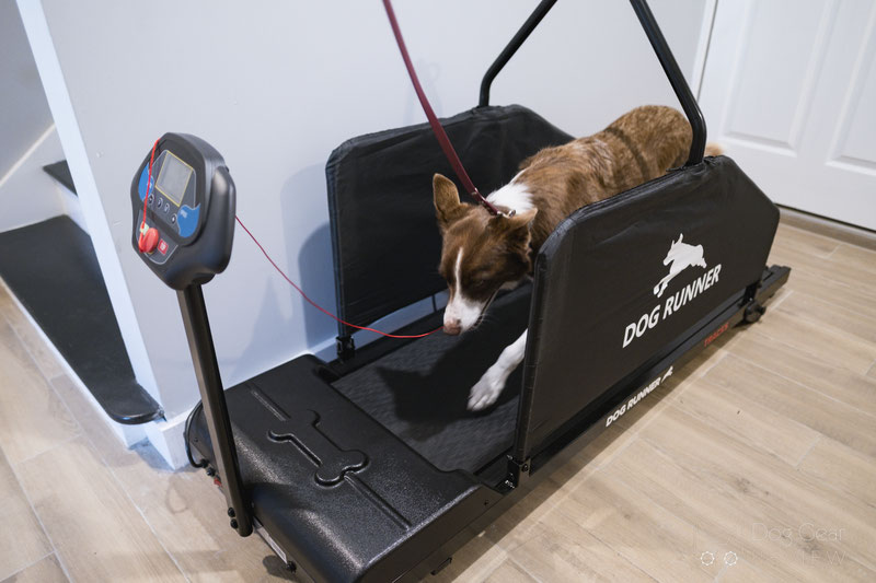 Maximum Canine Dog Runner Tracks Treadmill Review Dog Gear Review