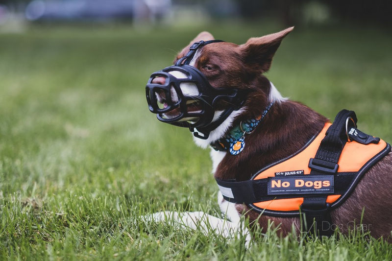 Mayerzon Basket Muzzle Review | Dog Gear Review