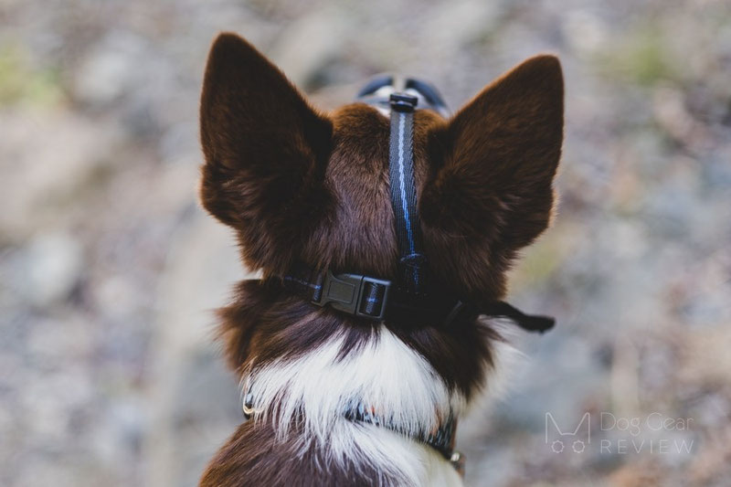 Mayerzon Basket Muzzle Review | Dog Gear Review