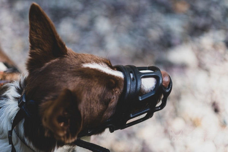 Mayerzon Basket Muzzle Review | Dog Gear Review