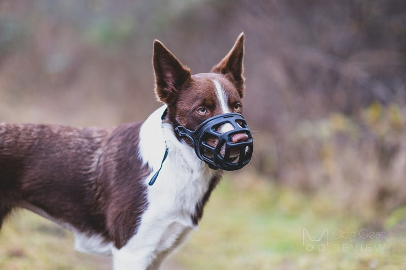 Mayerzon Basket Muzzle Review | Dog Gear Review