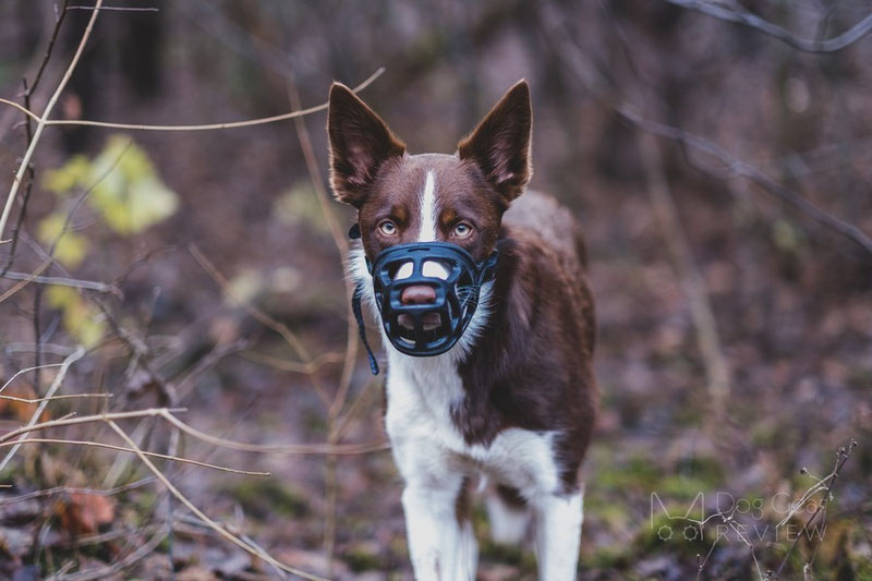 Mayerzon Basket Muzzle Review | Dog Gear Review