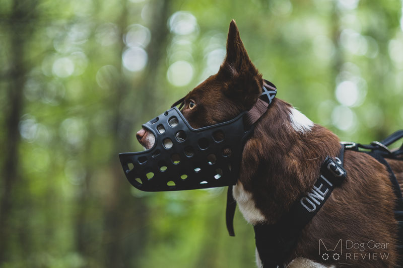 Mayerzon Long Muzzle Review | Dog Gear Review