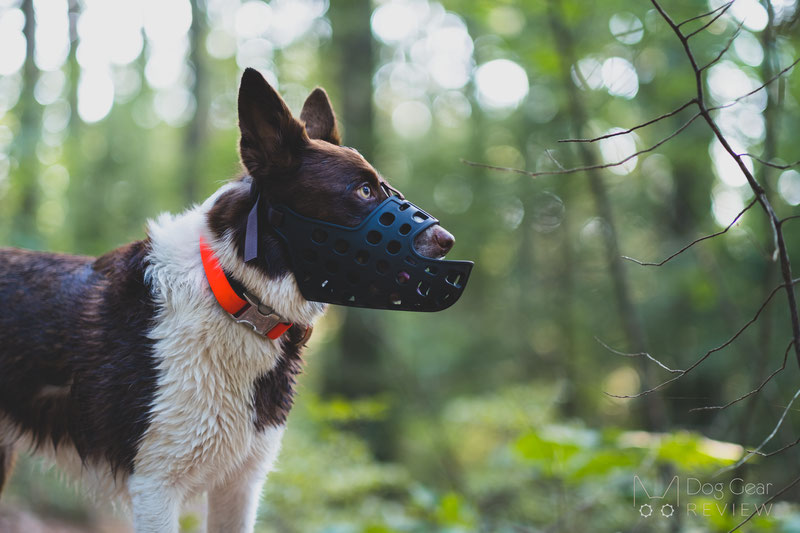 Mayerzon Long Muzzle Review | Dog Gear Review