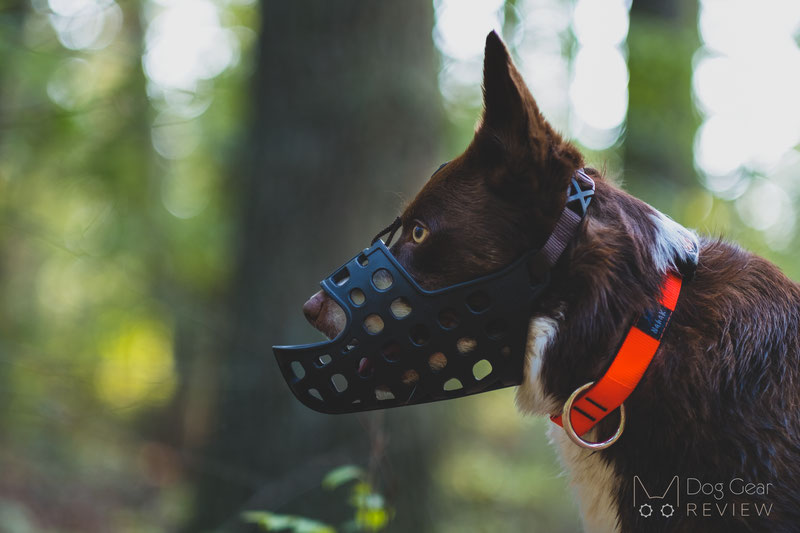 Mayerzon Long Muzzle Review | Dog Gear Review