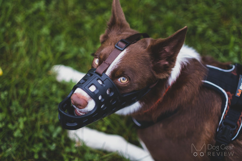 Mayerzon Long Muzzle Review | Dog Gear Review