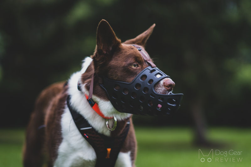 Mayerzon Long Muzzle Review | Dog Gear Review