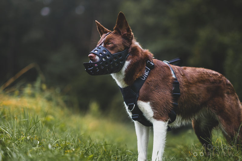 Long muzzle clearance dog