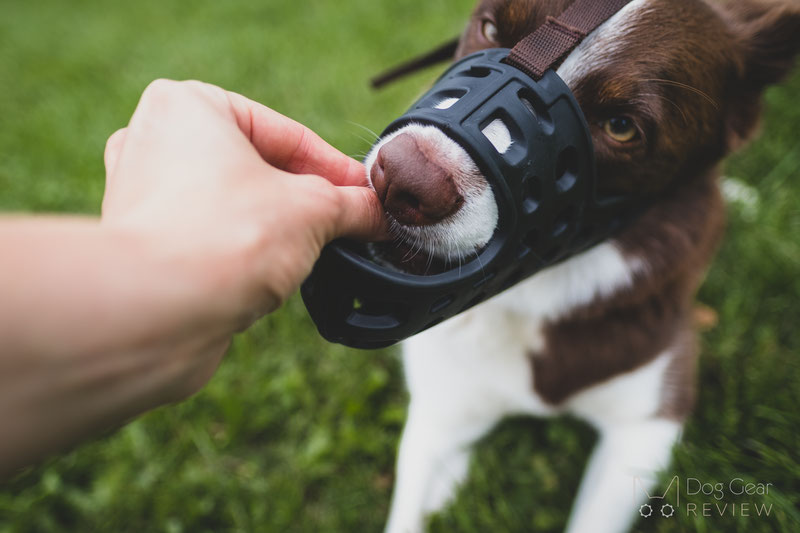 Mayerzon Long Muzzle Review | Dog Gear Review