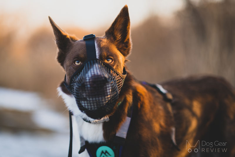 Mayerzon Mesh Muzzle Review | Dog Gear Review