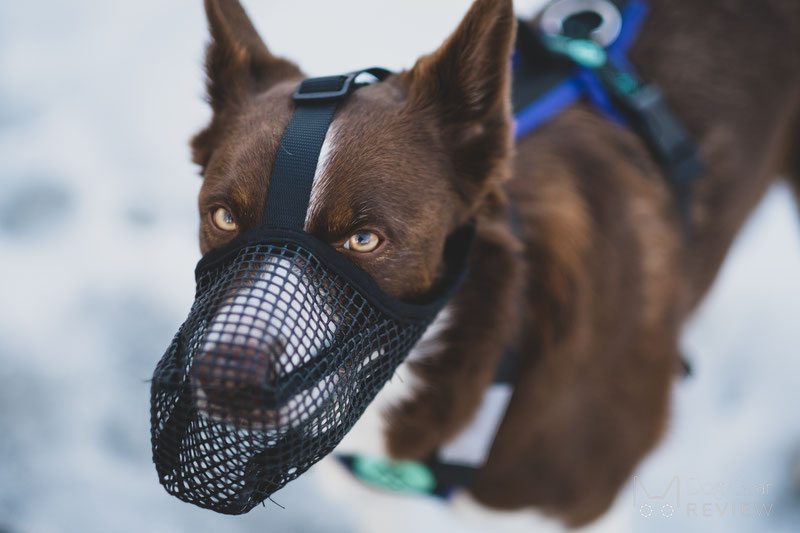 Mayerzon Mesh Muzzle Review | Dog Gear Review