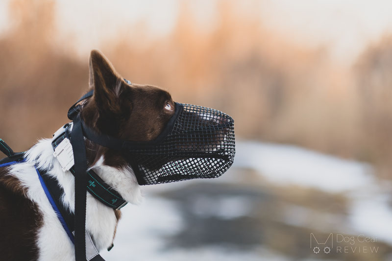 Mesh dog 2024 muzzle reviews