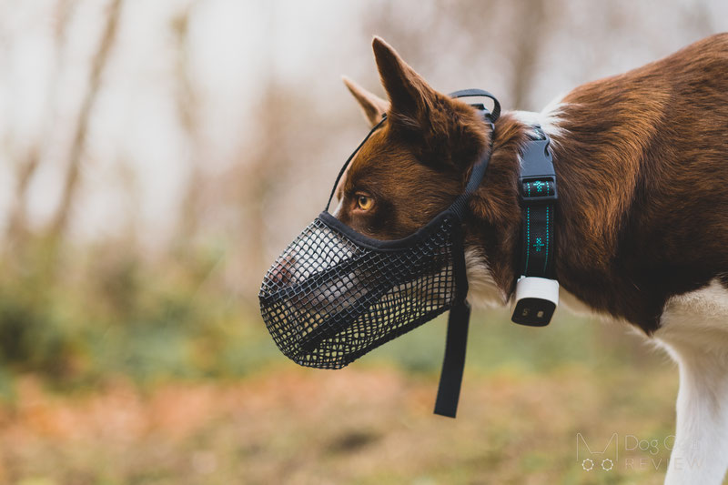 Soft muzzle to stop hot sale scavenging