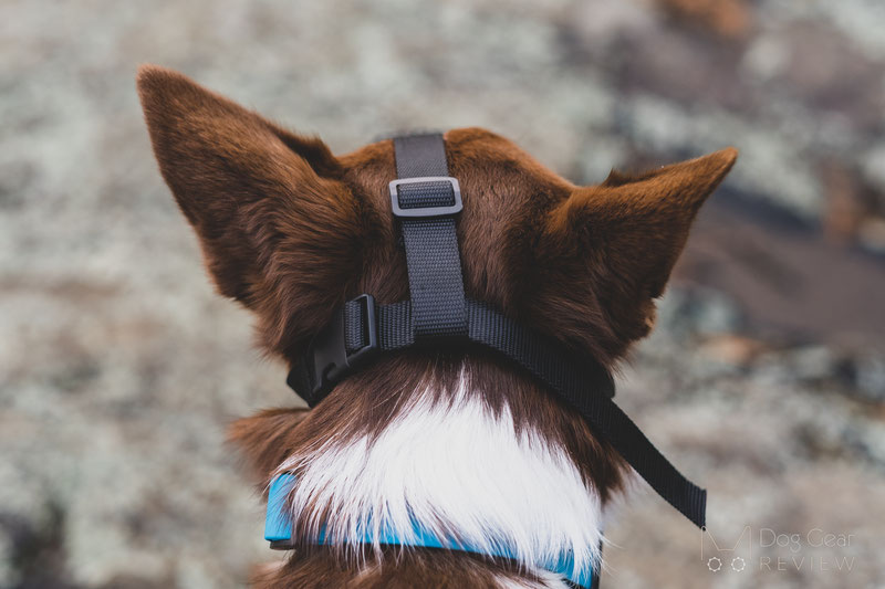 Mayerzon Mesh Muzzle Review | Dog Gear Review