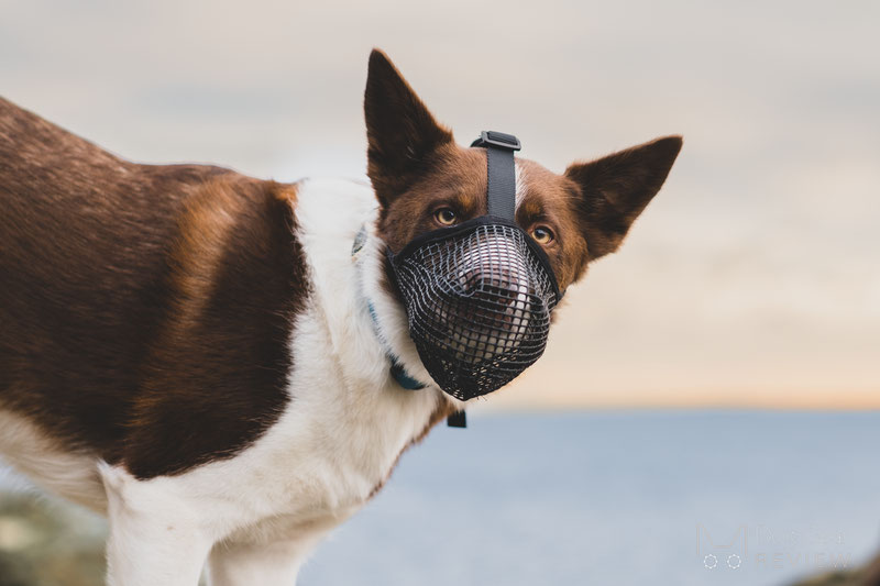 Mesh dog shop muzzle reviews