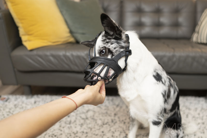 Mayerzon Training Muzzle Review | Dog Gear Review