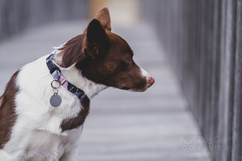 MODLEASH Collar and Leash Review | Dog Gear Review