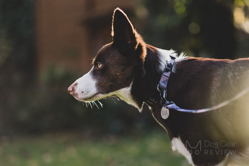 MODLEASH Collar and Leash Review | Dog Gear Review