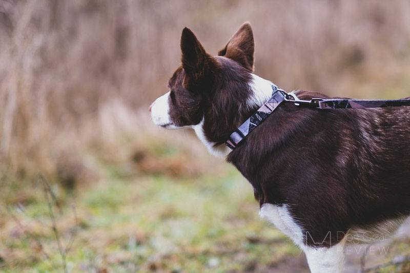 MOD Collar and Leash Review | Dog Gear Review
