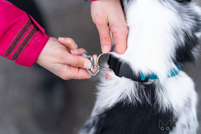 MUi Magnetic Leash Review | Dog Gear Review
