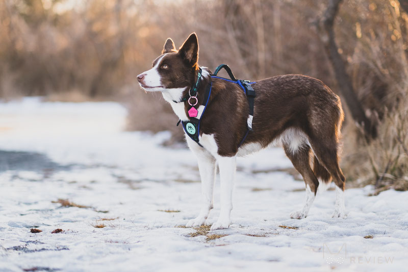 Musher Freespirit Harness Review | Dog Gear Review