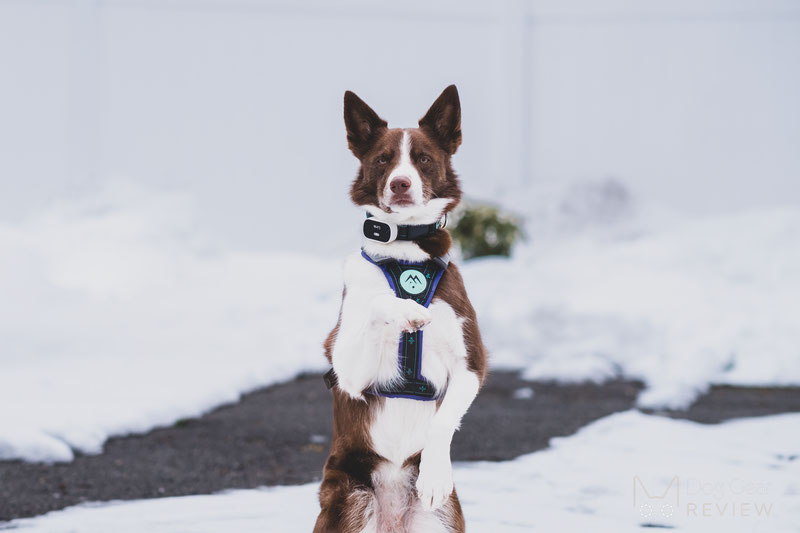 Musher Freespirit Harness Review | Dog Gear Review