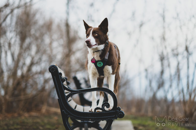 Musher Freespirit Harness Review | Dog Gear Review