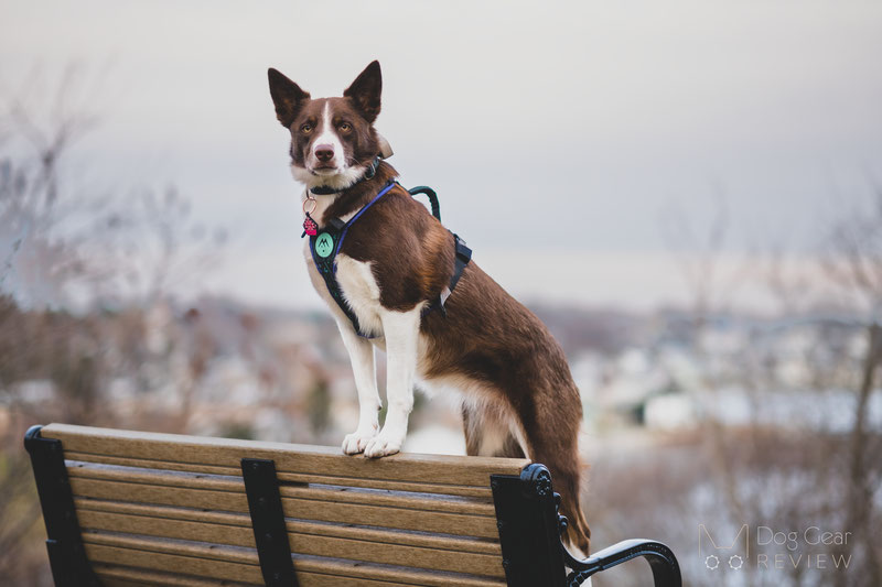 Mushing harness shop for huskies