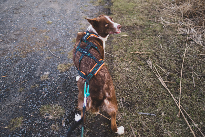 Musher Takotna Harness Review | Dog Gear Review