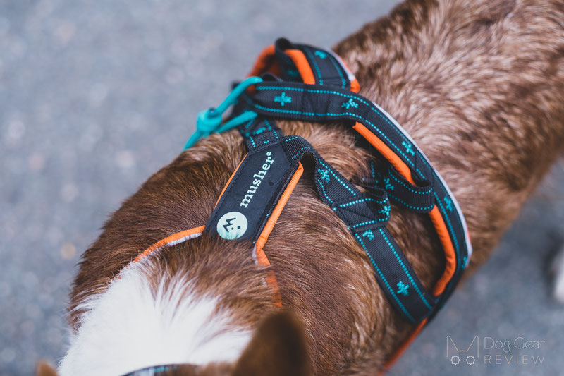 Musher Takotna Harness Review | Dog Gear Review