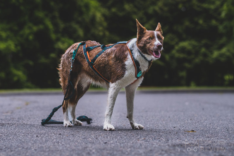 Musher Takotna Harness Review | Dog Gear Review