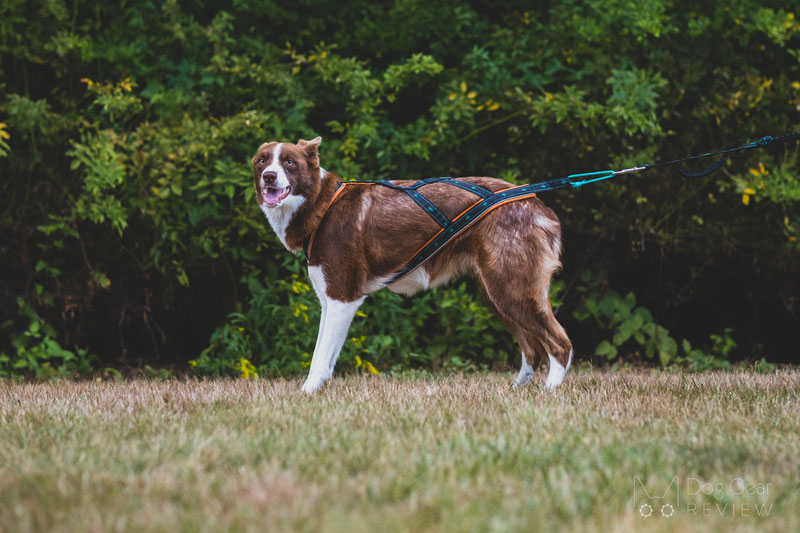 Musher Takotna Harness Review | Dog Gear Review