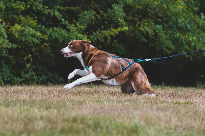 Musher Takotna Harness Review | Dog Gear Review