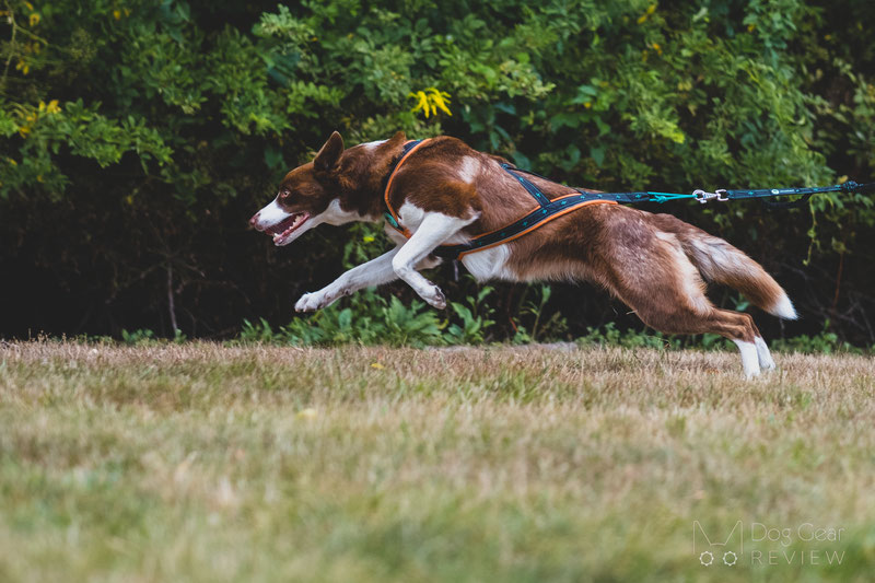 Musher Takotna Harness Review | Dog Gear Review