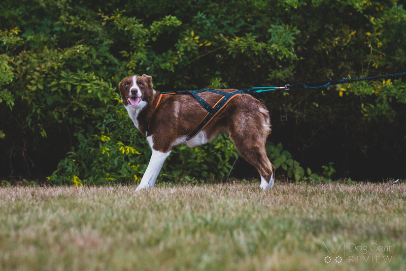 Musher Takotna Harness Review | Dog Gear Review