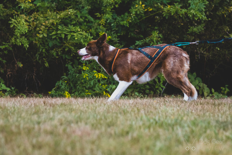 Musher Takotna Harness Review | Dog Gear Review