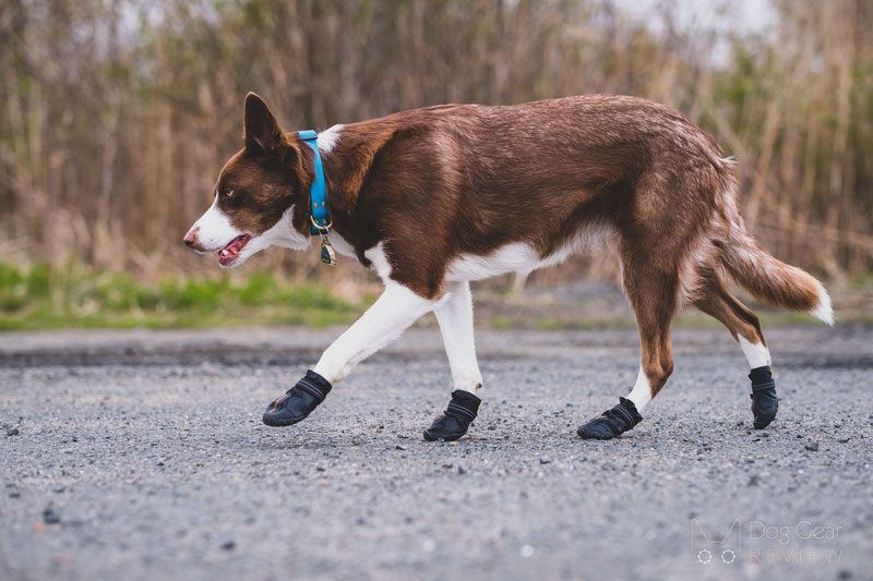 Muttluks Mutt Trackers Boots Review Dog Gear Review