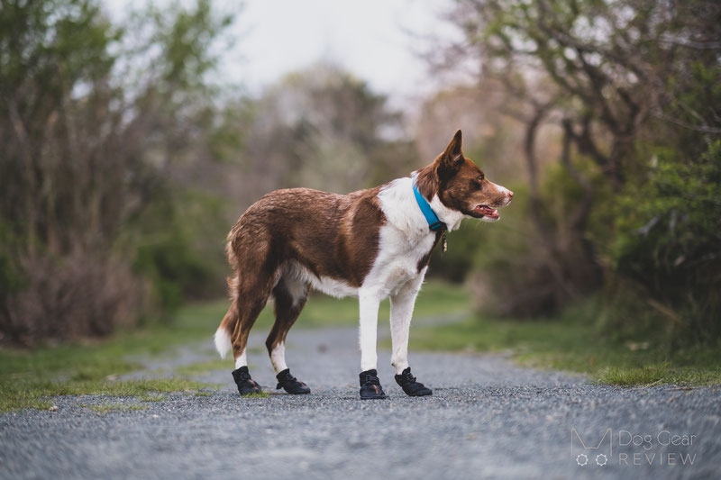 Muttluks Mutt Trackers Boots Review | Dog Gear Review