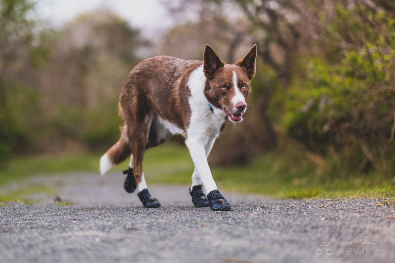 Muttluks Mutt Trackers Boots Review | Dog Gear Review