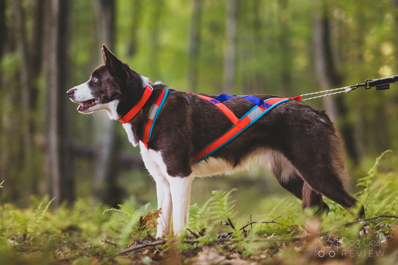 Julius K9 Mantrailing Harness Review Dog Gear Review