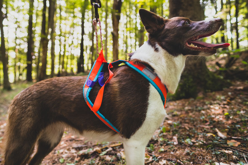 Nahak Pigma Pulling Harness Review | Dog Gear Review