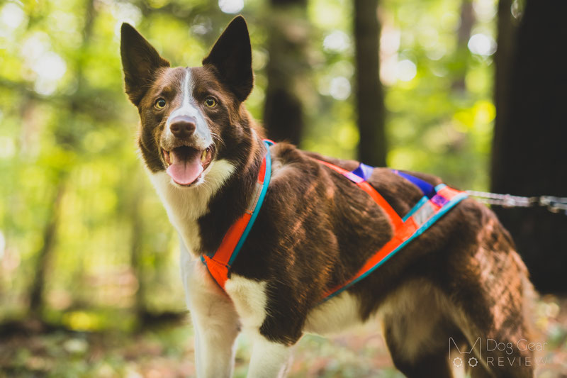 Nahak Pigma Pulling Harness Review | Dog Gear Review