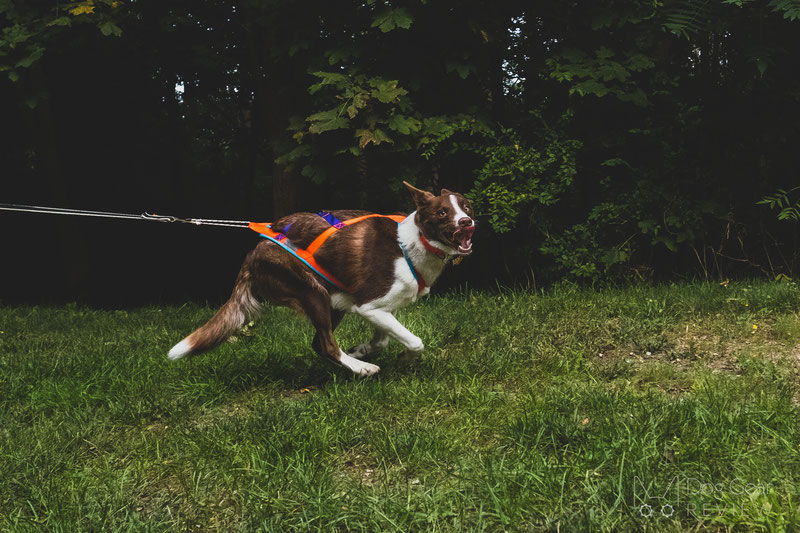 Nahak Pigma Pulling Harness Review | Dog Gear Review