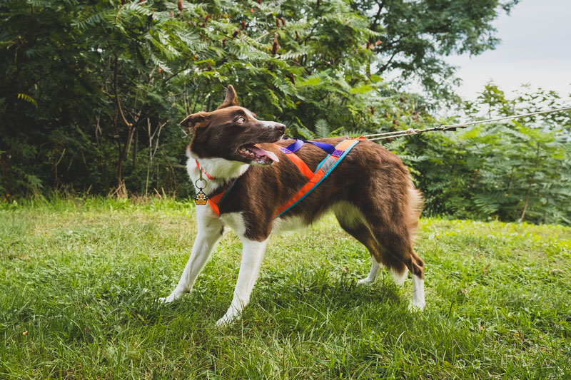 Nahak Pigma Pulling Harness Review | Dog Gear Review