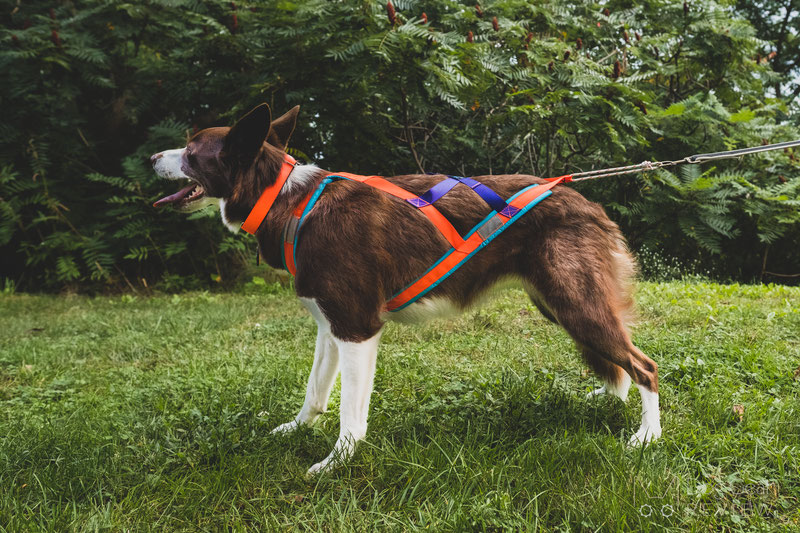 Nahak Pigma Pulling Harness Review | Dog Gear Review