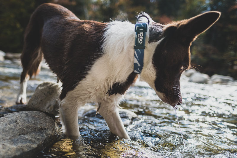 NOBO Pets Stink-Proof Collar and Rope Leash Review | Dog Gear Review
